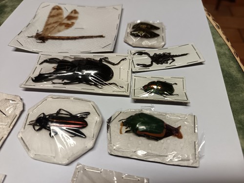 Lot insectes papillottes - insectes,