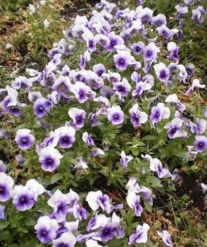 Violette cornue mauve et - cornue,