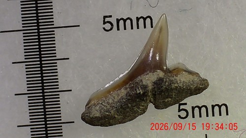Shark tooth dent requin - shark,