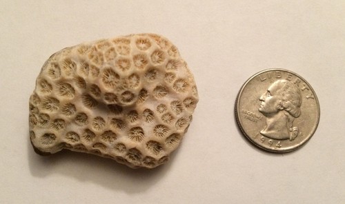 Coral covered rock aquarium - rock,