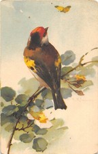 Old postcard fantasy / cardonneret