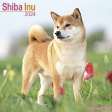 Calendrier 2024 shiba - calendrier,