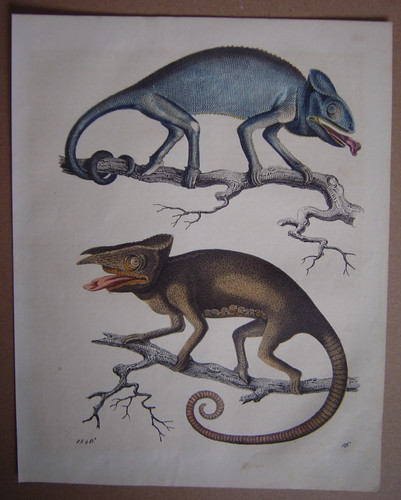 Belle gravure ancienne - , de