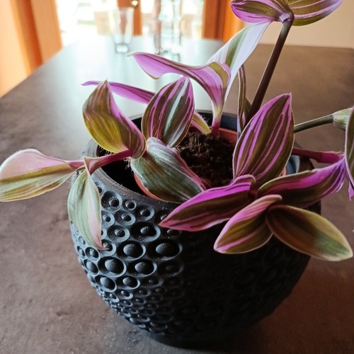 Plantes misère nanouk - misère,
