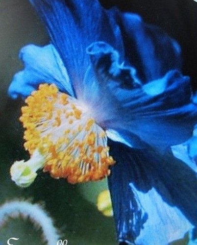 Pavot himalaya fleur - himalaya, 'fleur