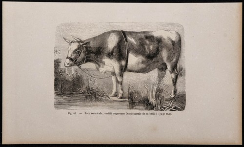 1860 race normande - 1860,