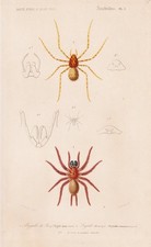 Mygale Quoyi Araignées