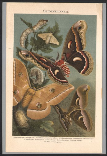 1897 lithographie originale - lithographie,