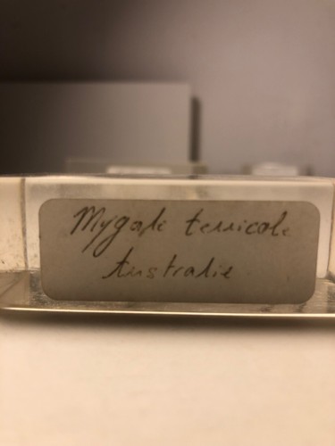 Mygale terricole australie - mygale,