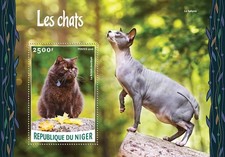 Cats (The British shorthair)