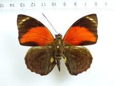 ENTOMOLOGY, BUTTERFLY: AGRIAS PERICLES EBERTI MALE PERNAMBUCO BRASIL VERY RARE!!