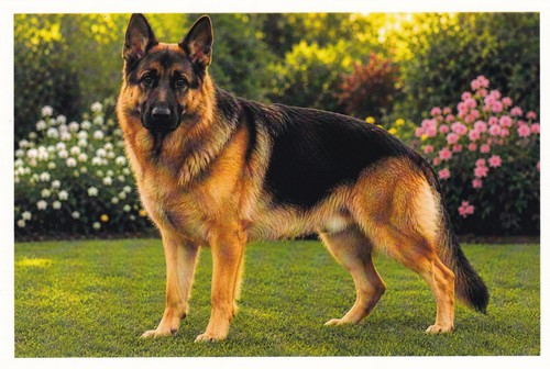 Carte postale chien berger - chien,