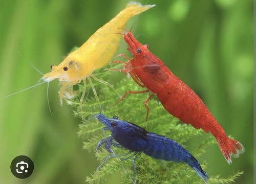 Crevette aquarium neocaridina - crevette,