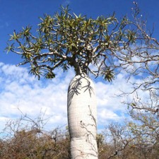 Pachypodium geayi (Mont Eliva, Madagascar) BAOBAB 6cm - Baobab de Madagascar