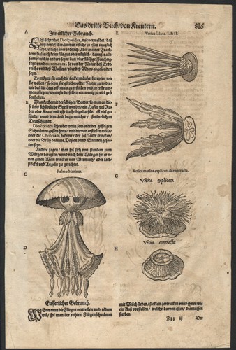 1588 rare planche gravure - 1588,