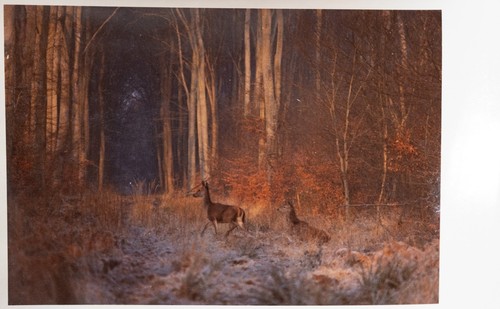 Photo argentique france chasse - photo,