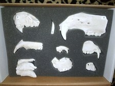 Educational Paleontology