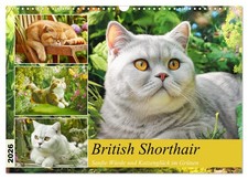 Le British Shorthair. Douce