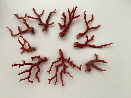Lot branches corail de - lot,