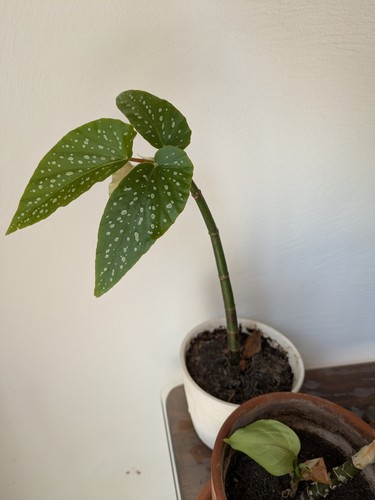 Bouture plante intérieur - plante, d’intérieur