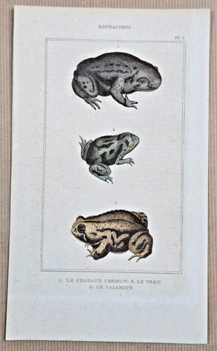 Gravure xixe batraciens - batraciens, le