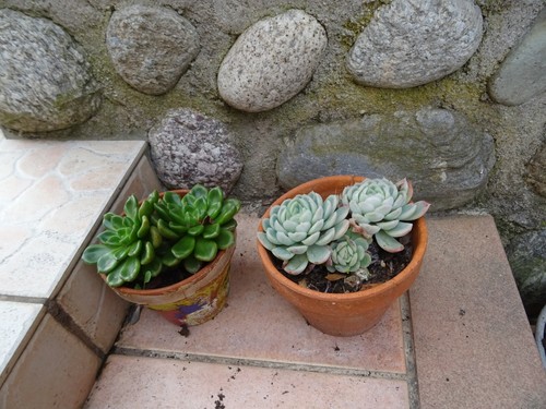 Pot 15cm plante - ,