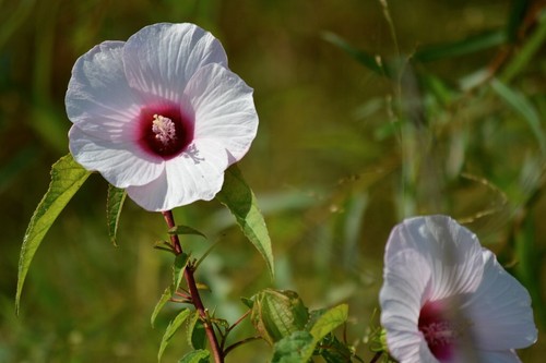 Graines hibiscus laevis - 20,