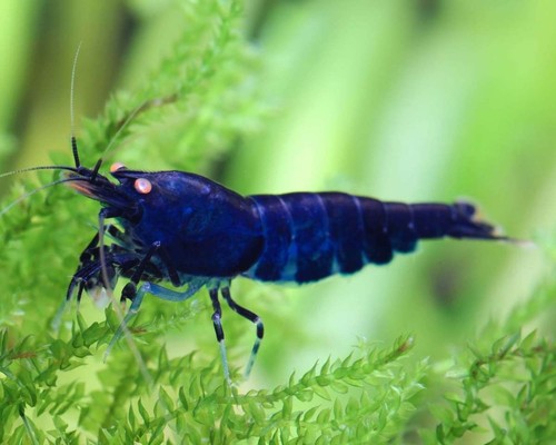 Lot crevettes - lot, 10