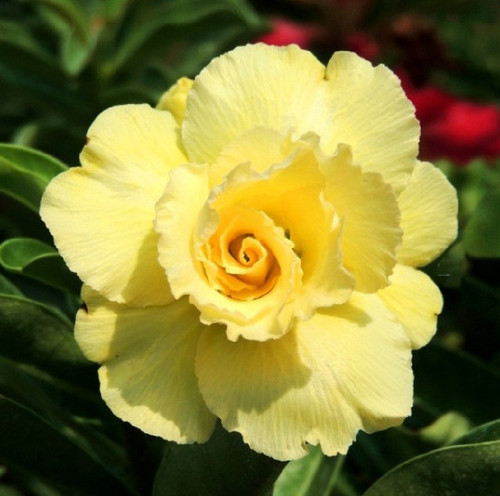 Graines rose du - de, désert