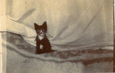 a puppy, on the sofa vintage silver print, silver print 5x7.5 1