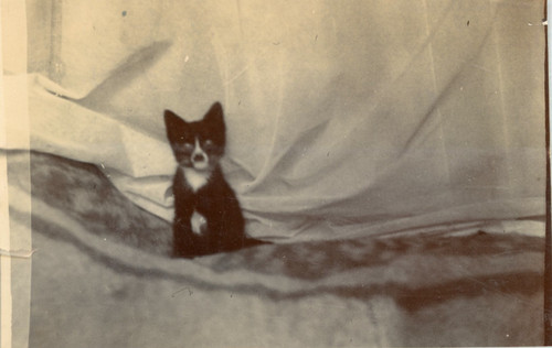 Chiot sur sofa - sur, le