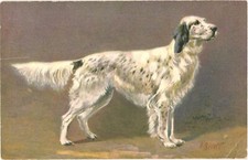 Cocker Spaniel Epagneul Adorable Dog Postcard