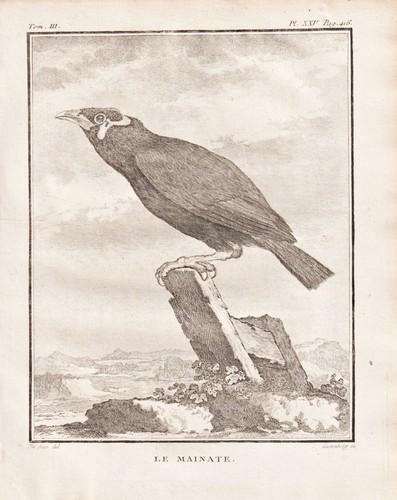 Beo mynah hill myna - mynah, mainate
