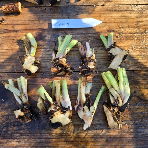Comfrey crowns - comfrey, (5-pack)