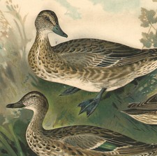 1896 Large Lithograph Ducks Teal Summer Winter Birds Ornithology