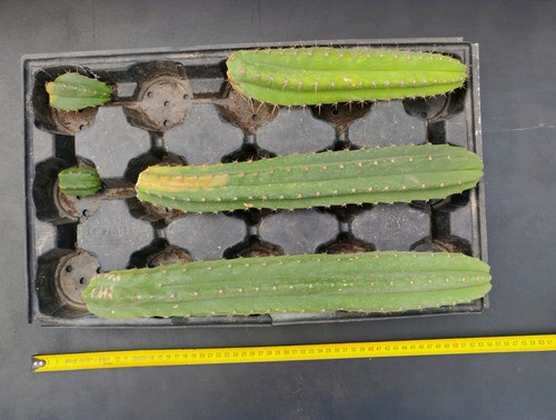 Trich pac lot 5 - trich/, boutures