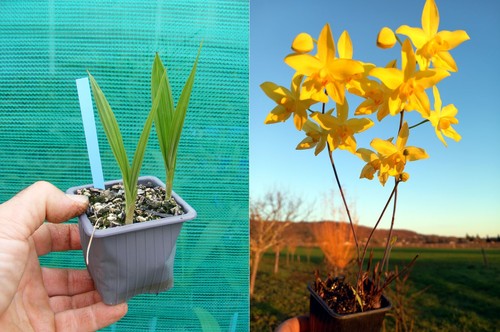 Spathoglottis affinis