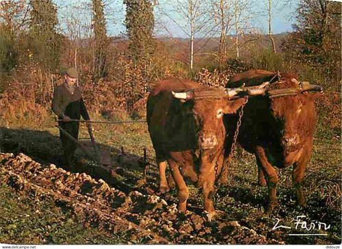 Carte postale animaux - carte,