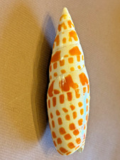 Coquillage de collection 