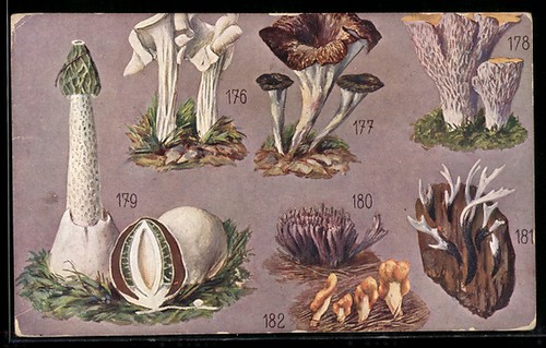 Carte postale champignons