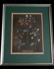 Antique botanical lithograph Strawberry Plants, PLATE III late 1800's