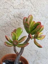 🏜 CRASSULA OVATA "RED HORN