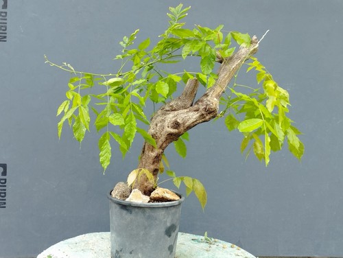 Bonsaï glycine cm en - bonsaï,