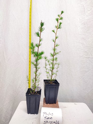 Japanese larch year old - year,