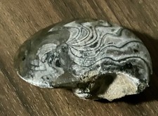 GONIATITE Fossile du Dévonien