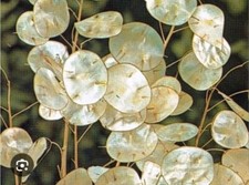 25 Graines de Monnaie du Pape