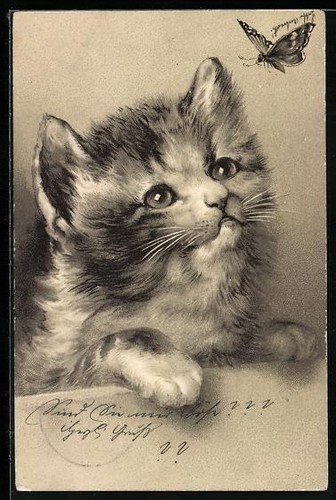 Lithographie chaton observé