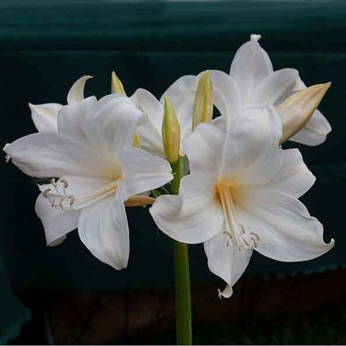 Rare white amaryllis - rare, white~amaryllis
