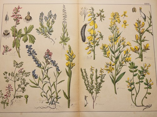 Illustration ancienne 1869 - illustration,