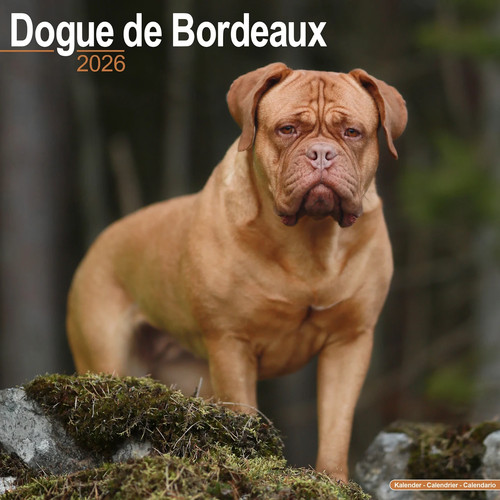 Calendrier 2026 dogue - calendrier, de